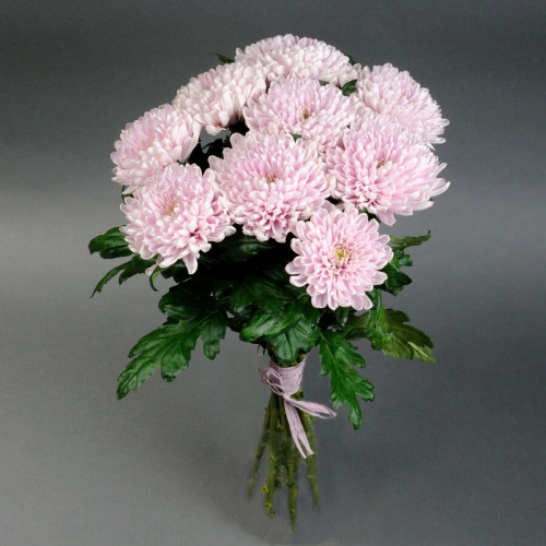 9 сиреневых хризантем