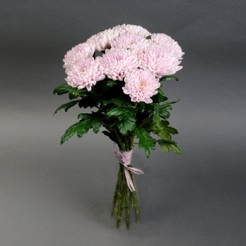 9 сиреневых хризантем