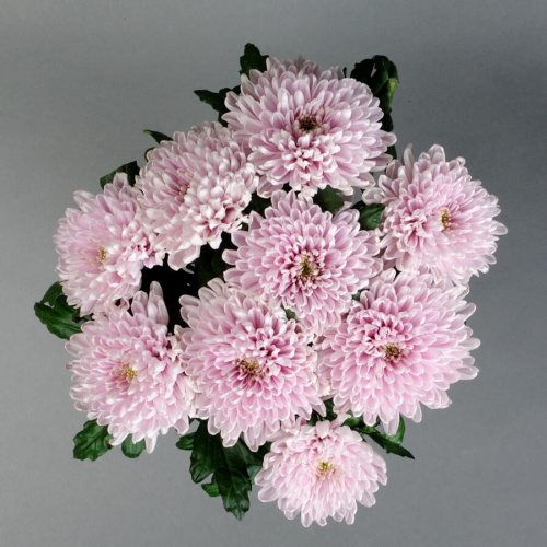 9 сиреневых хризантем