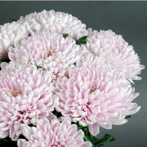 9 сиреневых хризантем