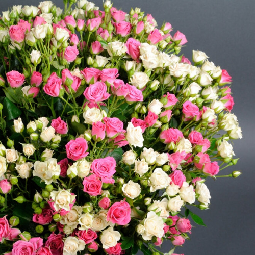 51 белая и розовая кустовая роза