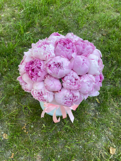 25 пионов Сара Бернар в коробке