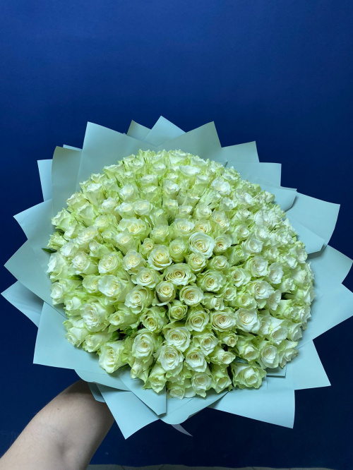 151 белая роза (Кения)