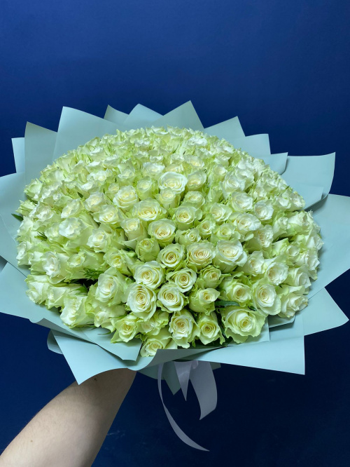 151 белая роза (Кения)